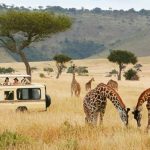 New Year Safaris to Uganda and Rwanda.