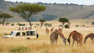 Read more about the article New Year Safaris to Uganda and Rwanda.