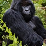 How to Book a Gorilla Tour in Uganda