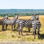 6 days Rwanda wildlife safari