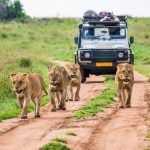 Planning Your First African Safari