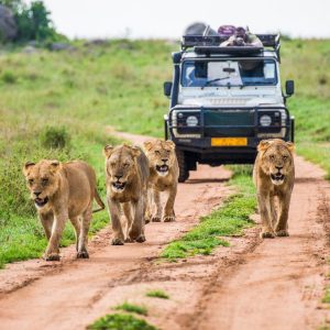 Read more about the article Planning Your First African Safari