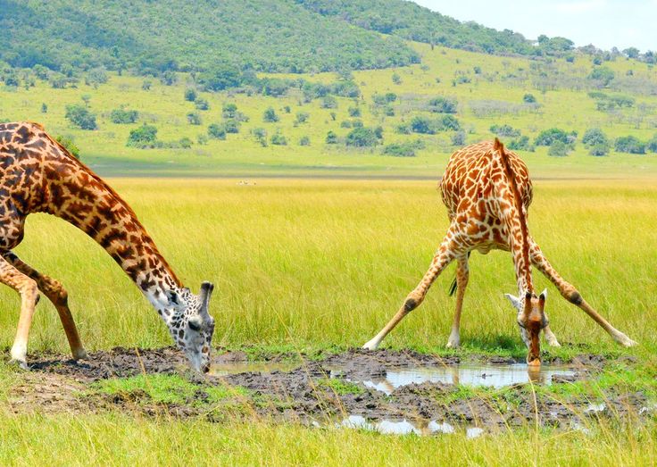 You are currently viewing Rwanda Small Group Luxury Safari.