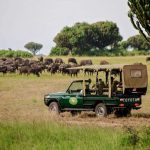 Roles of Tour Guides During Gorilla Trekking