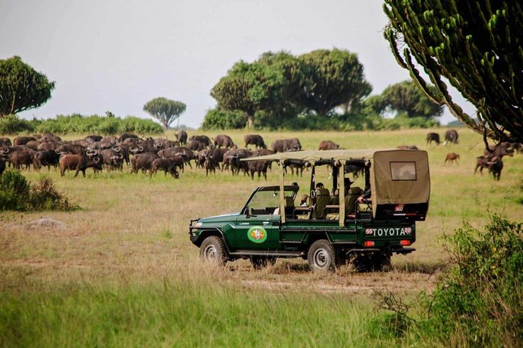 You are currently viewing Roles of Tour Guides During Gorilla Trekking