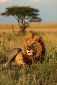 Read more about the article 3 Days Maasai Mara National Reserve