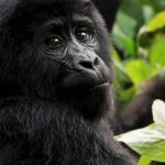 Gorilla Tour in Uganda through Rwanda