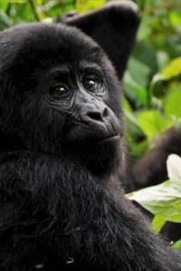 Read more about the article Gorilla Tour in Uganda through Rwanda