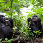 7 Days Uganda Wildlife safari with Gorillas.