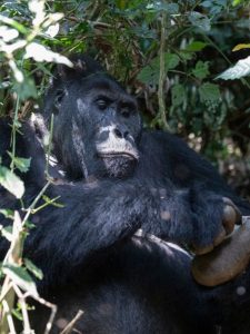 Read more about the article Buhoma Gorilla Sector