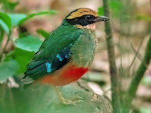 Best bird watching destinations in Rwanda