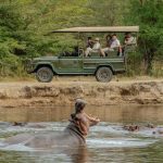 Best Family Vacation on a Rwanda Wildlife Safari