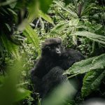 Is Rwanda Good for Safari?