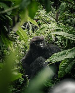 Read more about the article Is Rwanda Good for Safari?