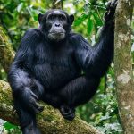 Trekking Chimpanzees in Kibale National Park