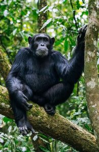 Read more about the article Trekking Chimpanzees in Kibale National Park