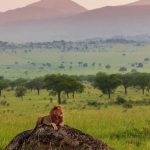 Top Safari Destinations in Uganda