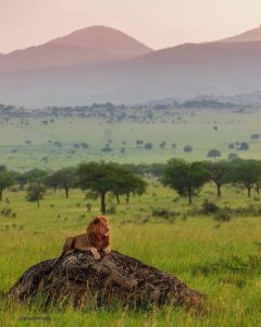 Read more about the article Top Safari Destinations in Uganda