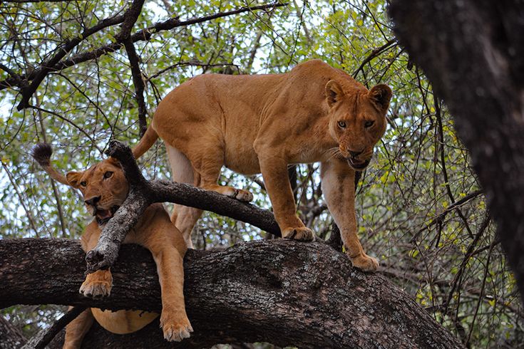 You are currently viewing 3 Day Lake Manyara Safari