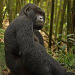 Are Mountain Gorillas Dangerous to Humans?