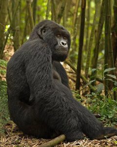 Read more about the article Are Mountain Gorillas Dangerous to Humans?