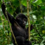 How to Spend 5 Days in Bwindi Impenetrable National Park