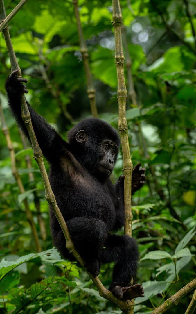 You are currently viewing How to Spend 5 Days in Bwindi Impenetrable National Park