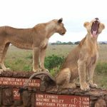 1 Day Safari at Nairobi National Park