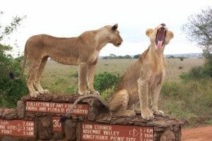 Read more about the article 1 Day Safari at Nairobi National Park