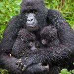 Best Places for Gorilla Trekking