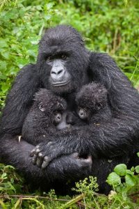 Read more about the article Best Places for Gorilla Trekking