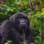 Best Rwanda Gorilla Trekking Tours