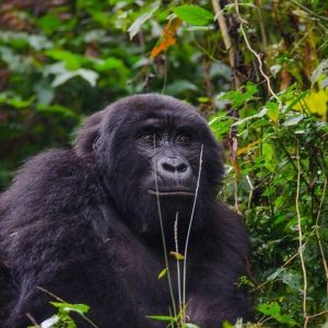 Read more about the article Best Rwanda Gorilla Trekking Tours