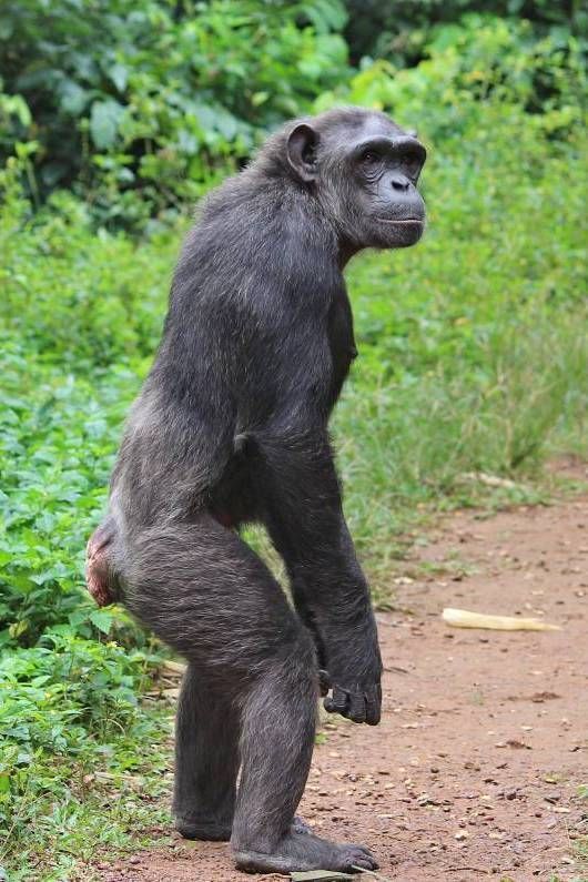 Trekking Chimpanzees in Kibale National Park