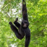 Budget Safaris to See Apes in Uganda