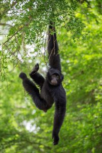 Read more about the article Budget Safaris to See Apes in Uganda