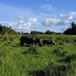 Where to Do the Best Safaris in Uganda and Rwanda