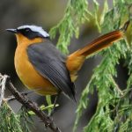 Bird Watching Safaris in Kibale Forest