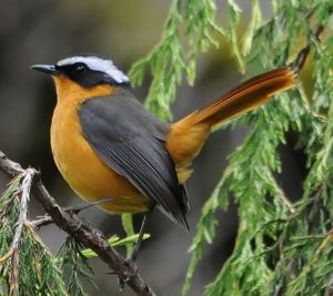 Read more about the article Bird Watching Safaris in Kibale Forest