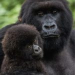 The Wonders of Rwanda