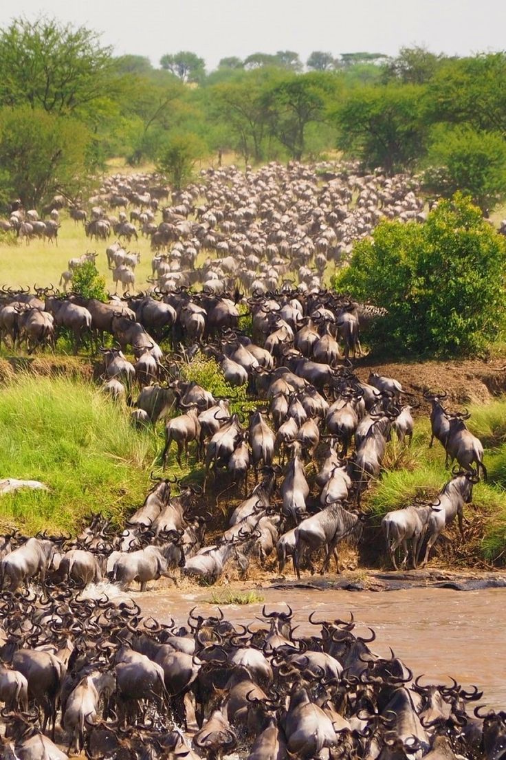 You are currently viewing 3 Day Serengeti National Park Safari in Tanzania