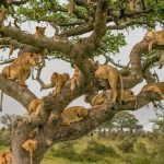 Top Safari Holidays in Western Uganda