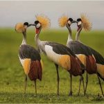 The Uganda Crested Crane