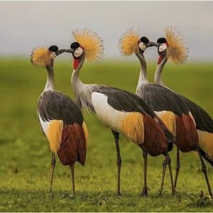 Read more about the article The Uganda Crested Crane