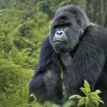 Best Mountain Gorilla Tours