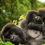 5-Day Rwanda and Uganda Gorilla Trekking Safari