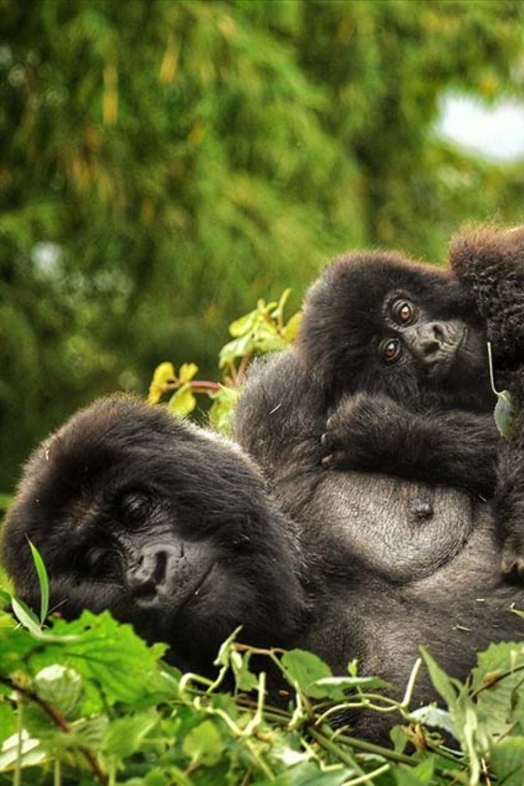 5-Day Rwanda and Uganda Gorilla Trekking Safari