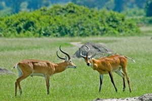 Read more about the article Murchison Falls National Park safaris