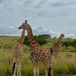 Cost of a 3-Day Safari in Uganda and Rwanda