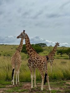 Read more about the article Cost of a 3-Day Safari in Uganda and Rwanda